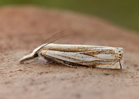 63.081 BF1294 Crambus pascuella