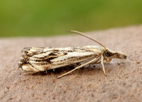 63.102 BF1316 Catoptria falsella