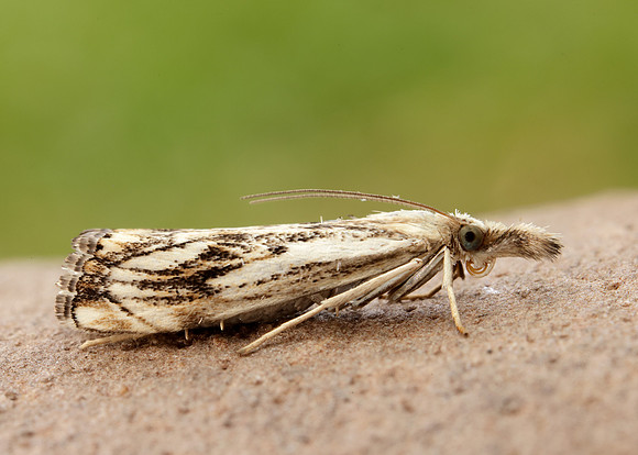 63.102 BF1316 Catoptria falsella