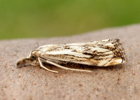 63.102 BF1316 Catoptria falsella