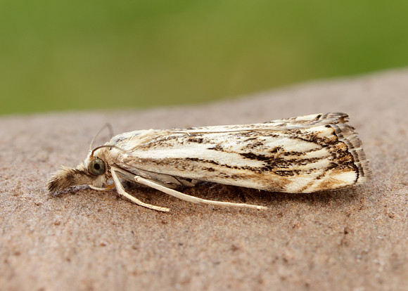 63.102 BF1316 Catoptria falsella