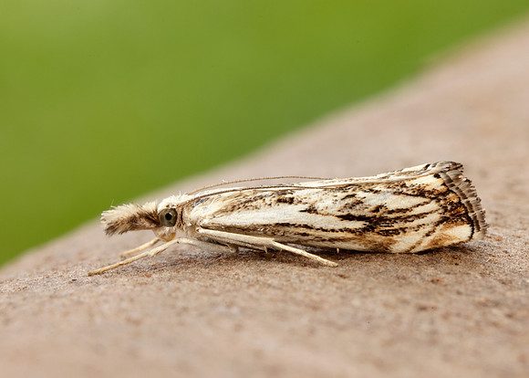 63.102 BF1316 Catoptria falsella