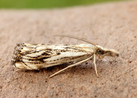 63.102 BF1316 Catoptria falsella