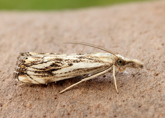 63.102 BF1316 Catoptria falsella