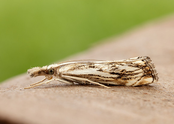 63.102 BF1316 Catoptria falsella