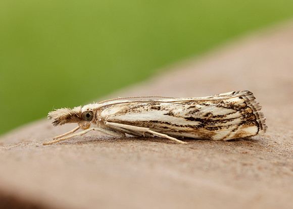 63.102 BF1316 Catoptria falsella