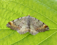 70.214 BF1893 Tawny-barred Angle Macaria liturata