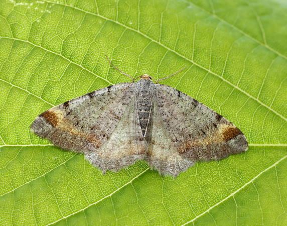 70.214 BF1893 Tawny-barred Angle Macaria liturata