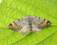 70.214 BF1893 Tawny-barred Angle Macaria liturata