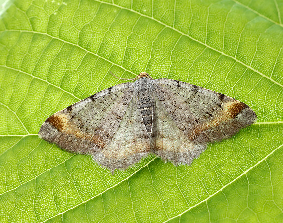 70.214 BF1893 Tawny-barred Angle Macaria liturata
