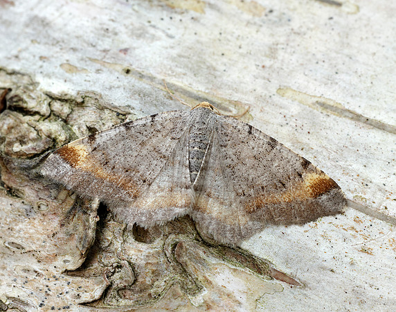 70.214 BF1893 Tawny-barred Angle Macaria liturata