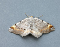 70.214 BF1893 Tawny-barred Angle Macaria liturata