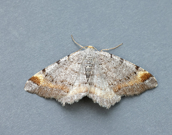 70.214 BF1893 Tawny-barred Angle Macaria liturata