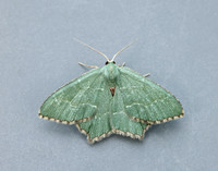 70.305 BF1669 Common Emerald Hemithea aestivaria