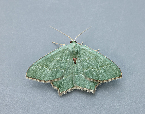 70.305 BF1669 Common Emerald Hemithea aestivaria