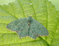70.305 BF1669 Common Emerald Hemithea aestivaria