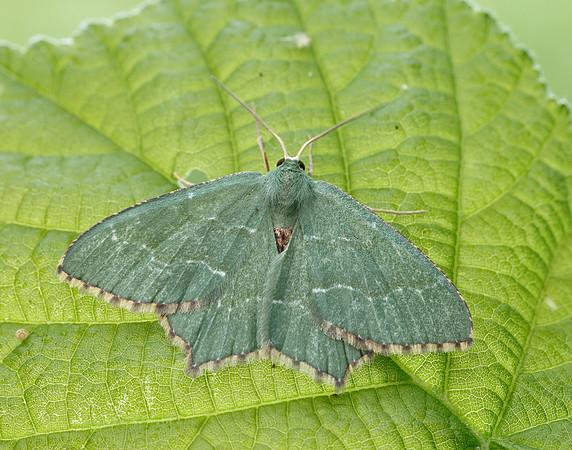 70.305 BF1669 Common Emerald Hemithea aestivaria