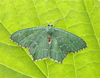 70.305 BF1669 Common Emerald Hemithea aestivaria