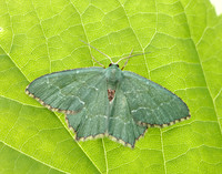 70.305 BF1669 Common Emerald Hemithea aestivaria