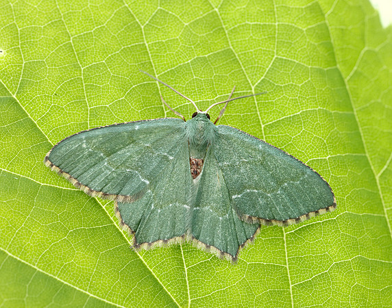 70.305 BF1669 Common Emerald Hemithea aestivaria