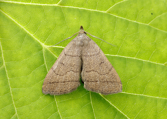 72.053 BF2489  Fan-foot Herminia tarsipennalis