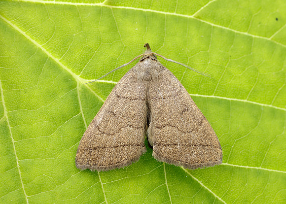 72.053 BF2489  Fan-foot Herminia tarsipennalis