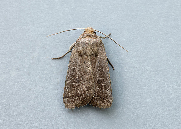 73.097 BF2382 Rustic Hoplodrina blanda