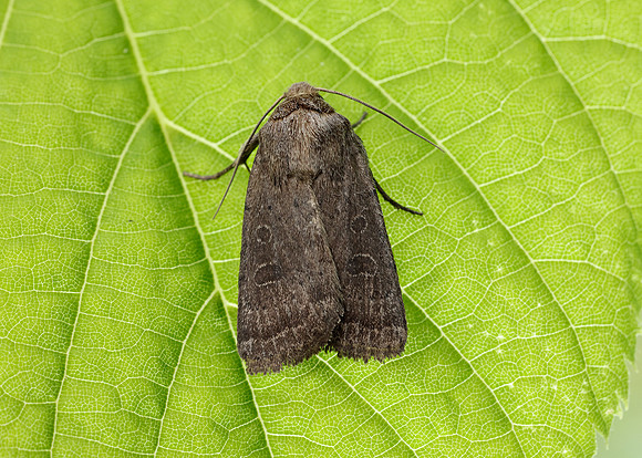 73.097 BF2382 Rustic Hoplodrina blanda