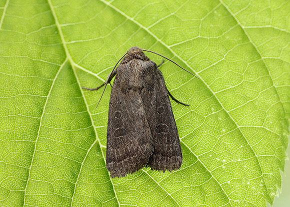 73.097 BF2382 Rustic Hoplodrina blanda