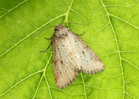 73.147 BF2345 Small Dotted Buff Photedes minima
