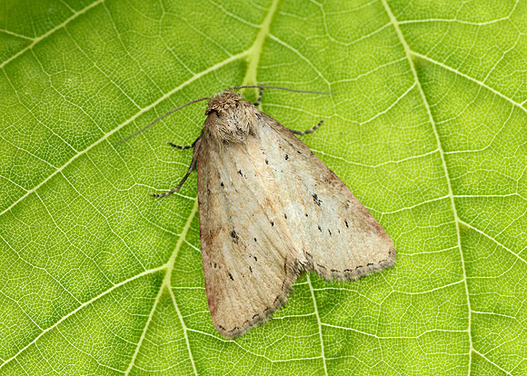 73.147 BF2345 Small Dotted Buff Photedes minima