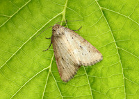 73.147 BF2345 Small Dotted Buff Photedes minima