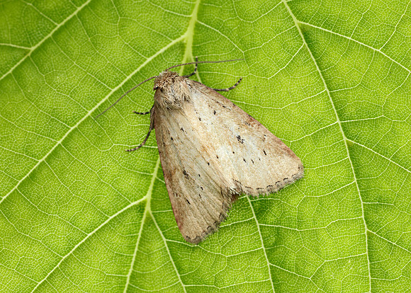 73.147 BF2345 Small Dotted Buff Photedes minima