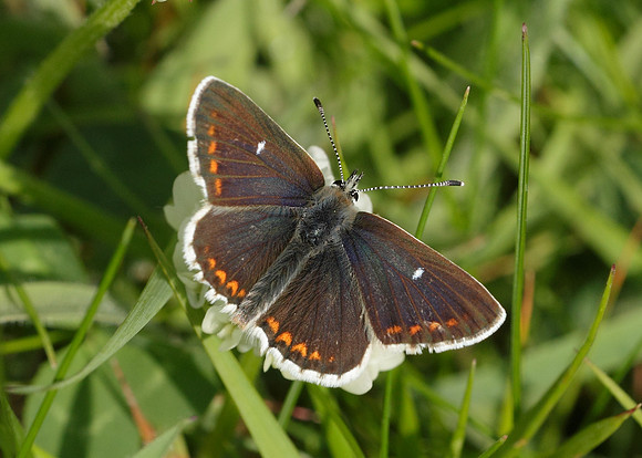 Northern Brown Argus Aricia artaxerxes artaxerxes
