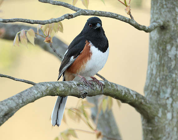 Eastern Towhee Pipilo erythrophthalmus