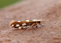 20.011 BF410 Argyresthia brockeella