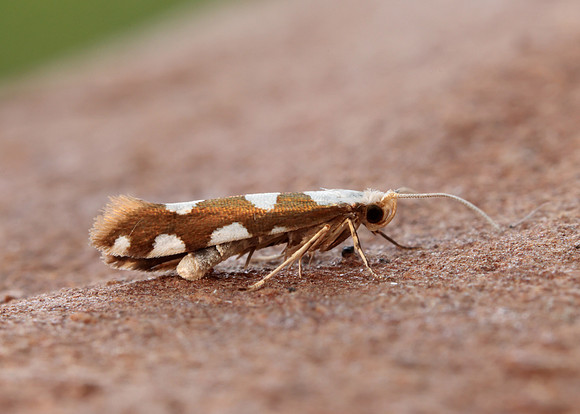 20.011 BF410 Argyresthia brockeella