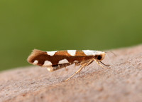 20.011 BF410 Argyresthia brockeella