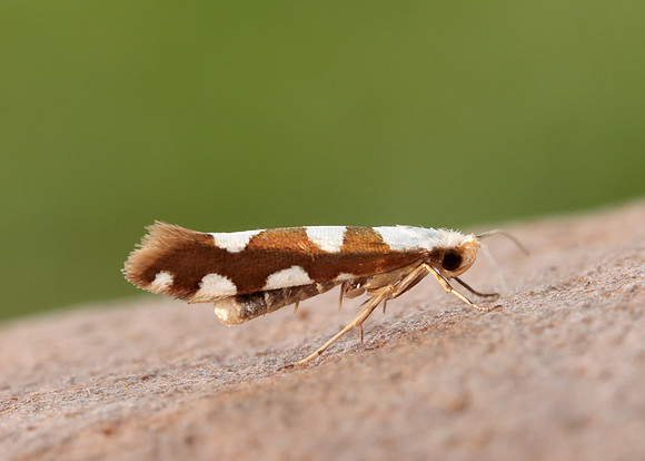 20.011 BF410 Argyresthia brockeella