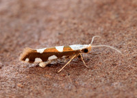 20.011 BF410 Argyresthia brockeella