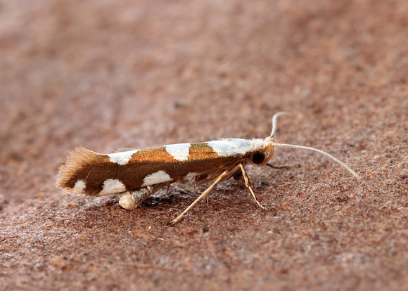 20.011 BF410 Argyresthia brockeella