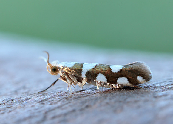 20.011 BF410 Argyresthia brockeella