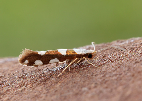 20.011 BF410 Argyresthia brockeella