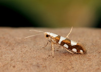 20.011 BF410 Argyresthia brockeella