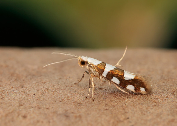 20.011 BF410 Argyresthia brockeella