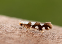 20.011 BF410 Argyresthia brockeella