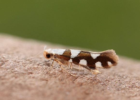 20.011 BF410 Argyresthia brockeella