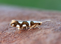 20.011 BF410 Argyresthia brockeella