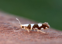20.011 BF410 Argyresthia brockeella