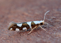 20.011 BF410 Argyresthia brockeella